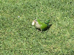 Myiopsitta monachus