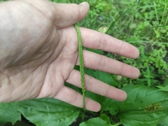 Plantago major