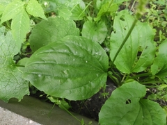 Plantago major