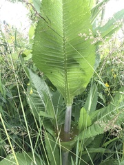 Dipsacus fullonum
