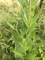 Dipsacus fullonum