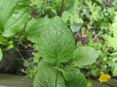 Lapsana communis
