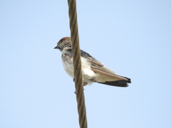Petrochelidon fluvicola