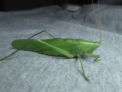Neoconocephalus bivocatus