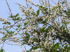 Derris scandens