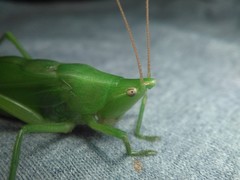 Neoconocephalus bivocatus