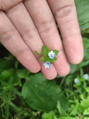 Veronica persica