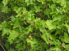 Jatropha curcas