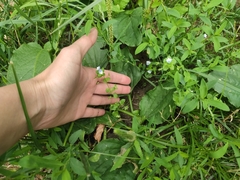 Veronica persica