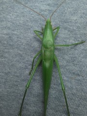 Neoconocephalus bivocatus