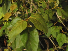 Premna tomentosa