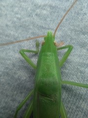 Neoconocephalus bivocatus