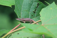 Takydromus intermedius