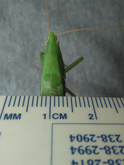 Neoconocephalus bivocatus