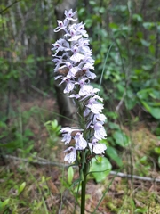 Dactylorhiza maculata