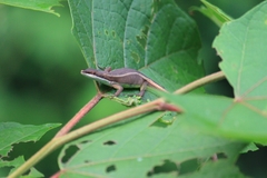 Takydromus intermedius