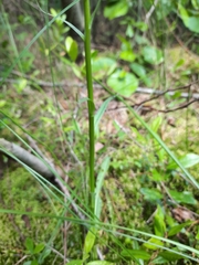 Dactylorhiza maculata
