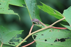 Takydromus intermedius