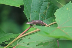 Takydromus intermedius