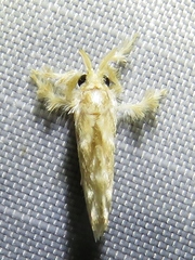 Dalcerides sofia
