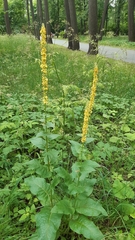 Verbascum nigrum