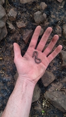 Scelotes mossambicus