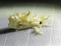 Dalcerides sofia