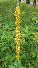 Verbascum nigrum