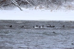 Bucephala clangula × islandica