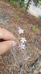 Silene linnaeana