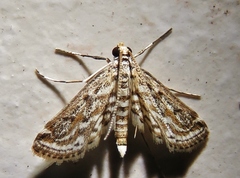 Parapoynx allionealis