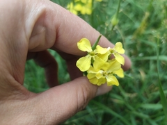 Raphanus raphanistrum