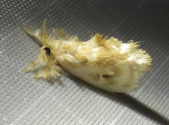 Dalcerides sofia