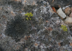 Chamarea gracillima