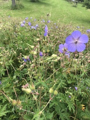 Geranium pratense
