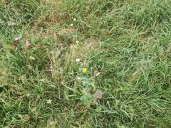 Sonchus oleraceus
