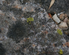 Chamarea gracillima