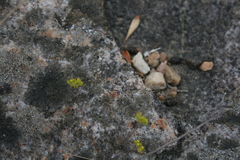 Chamarea gracillima