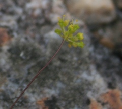 Chamarea gracillima