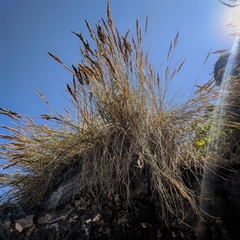 Festuca petraea