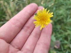 Sonchus oleraceus