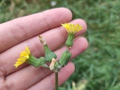 Sonchus oleraceus