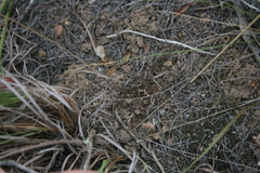 Chamarea gracillima