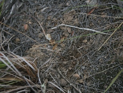 Chamarea gracillima