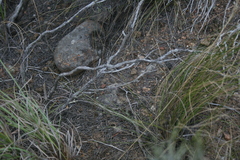 Chamarea gracillima