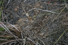 Chamarea gracillima