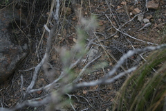 Chamarea gracillima