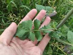 Sonchus oleraceus
