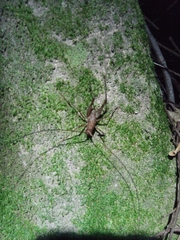 Pleioplectron simplex