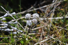 Lomatium piperi